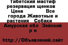 Тибетский мастиф резервация щенков › Цена ­ 100 000 - Все города Животные и растения » Собаки   . Амурская обл.,Зейский р-н